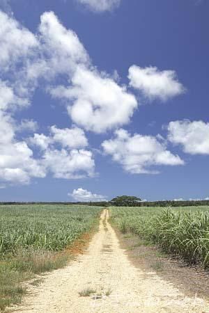 サトウキビ畑