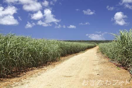 サトウキビ畑