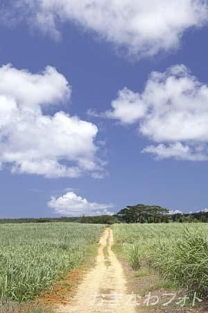 サトウキビのある風景