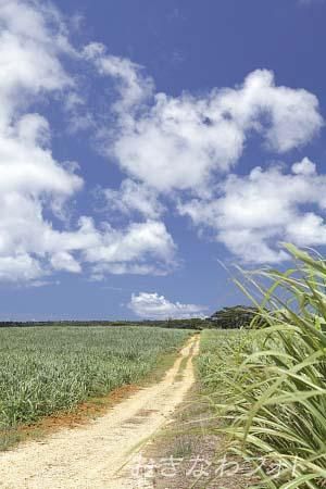 サトウキビのある風景