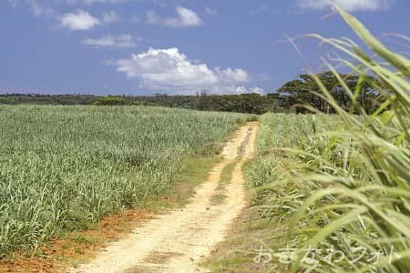 サトウキビのある風景