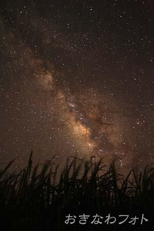 サトウキビのある風景