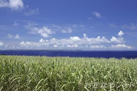サトウキビのある風景