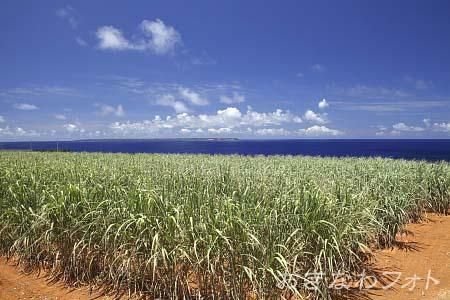 サトウキビのある風景
