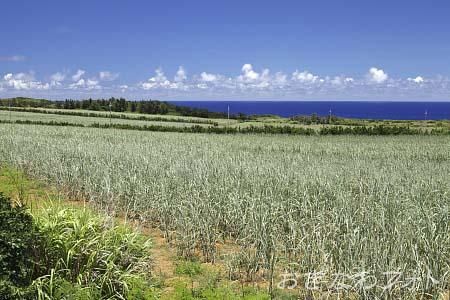 サトウキビのある風景