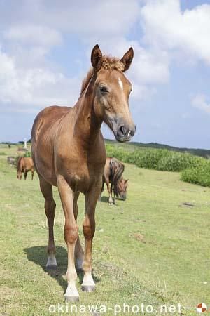 与那国馬