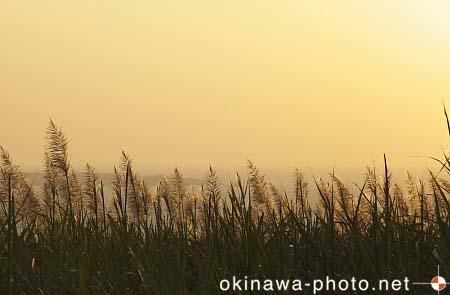 サトウキビ畑
