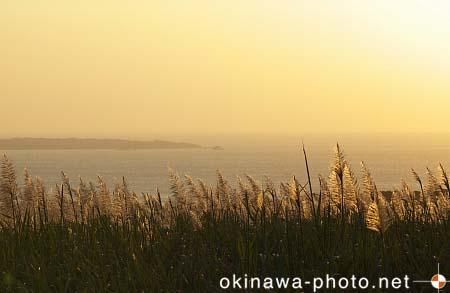 サトウキビのある風景