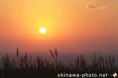 サトウキビのある風景