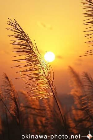 サトウキビのある風景