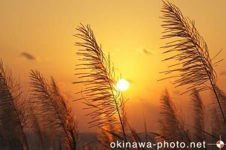 サトウキビのある風景