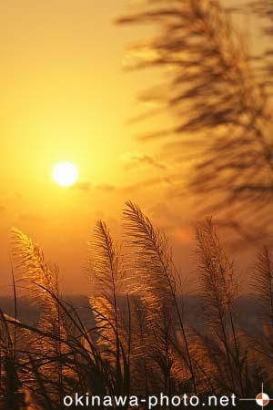 サトウキビのある風景