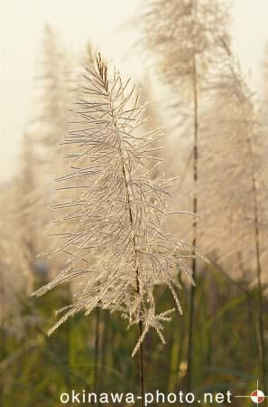 サトウキビのある風景