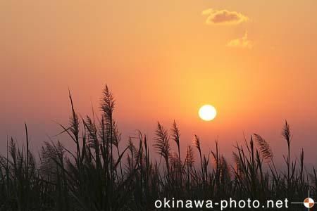 サトウキビのある風景