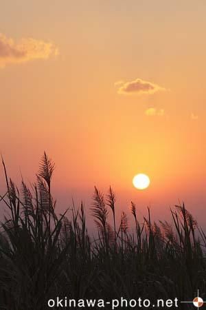 サトウキビのある風景