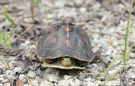 セマルハコガメ