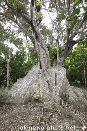 サキシマスオウの木