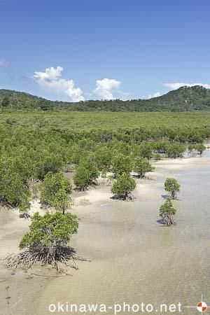 マングローブ