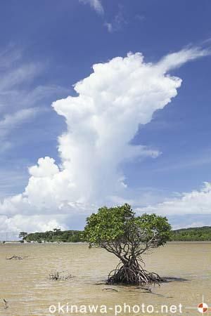マングローブ