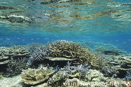 サンゴ（奥西表／網取）