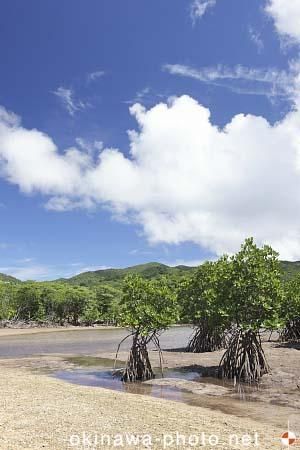 吹通川マングローブ