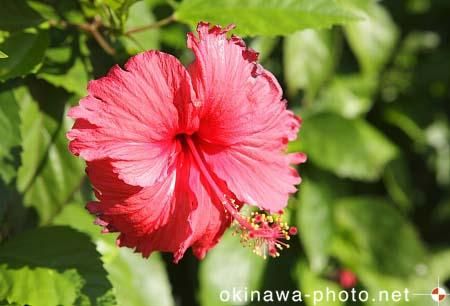 ハイビスカス