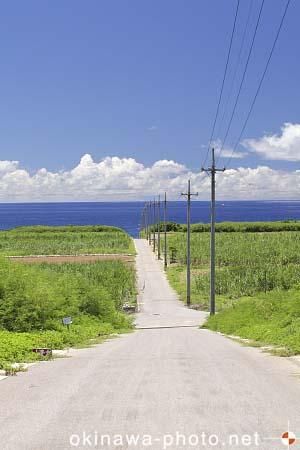 サトウキビのある風景