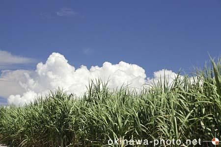 サトウキビ畑