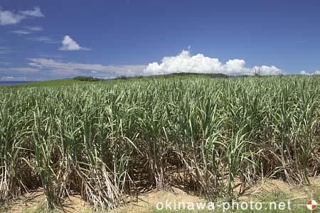 サトウキビ畑