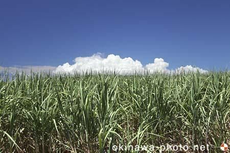 サトウキビ畑