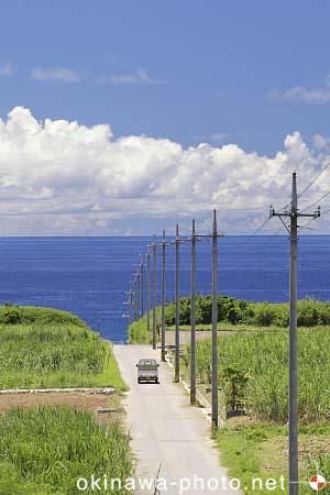 サトウキビのある風景