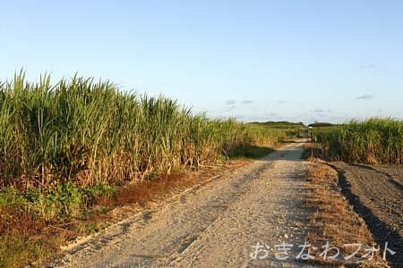 サトウキビ畑と道