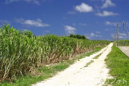 サトウキビ畑と道