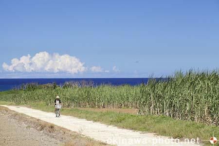 サトウキビのある風景