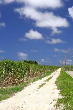 サトウキビ畑と道