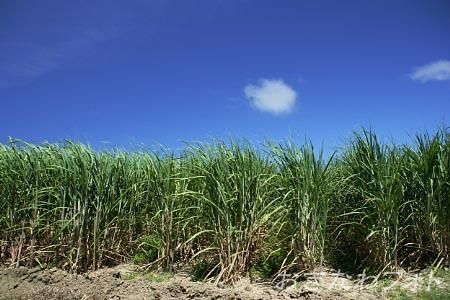 サトウキビ畑