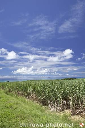 サトウキビ畑