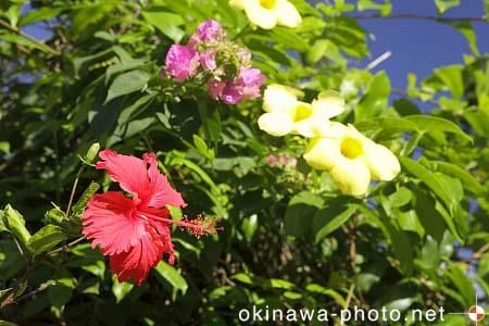 ハイビスカス