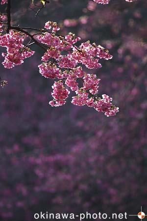 寒緋桜