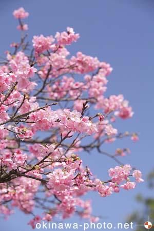 寒緋桜