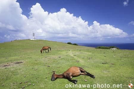 与那国馬
