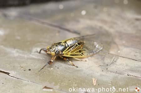 イワサキクサゼミ