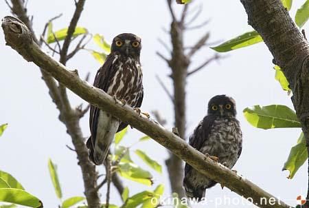 リュウキュウアオバズク