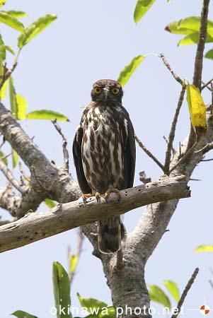 リュウキュウアオバズク