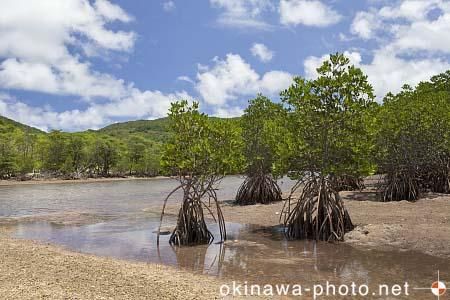 吹道川マングローブ
