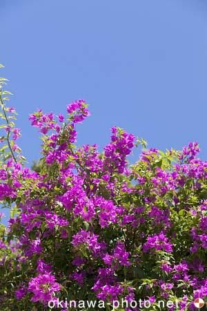 ブーゲンビリア