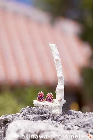 シーサーと赤瓦の家