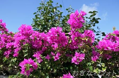 ブーゲンビリア