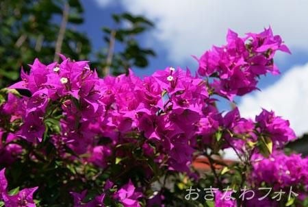 ブーゲンビリア