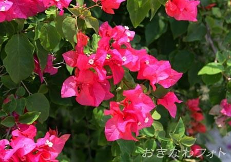ブーゲンビリア